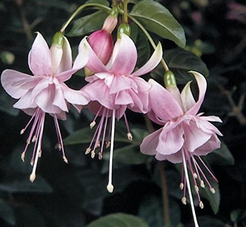 New Pack x6 Trailing Giant Fuchsia 'Claudia' Summer Garden Plug Plants