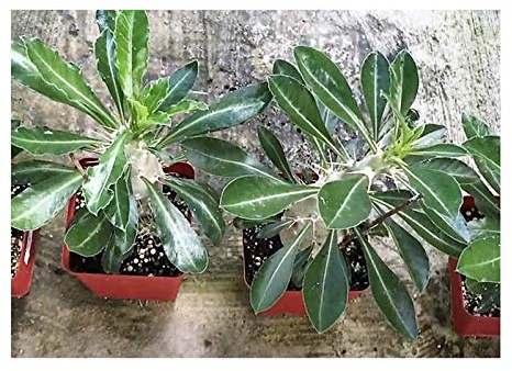 Pcs - 5x Pachypodium Saundersii Madagascar Palmiers Caudex Plantes - Graines B24 - Seeds & Plants Shop by Ipsa