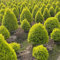 semi di bonsai di ligustro - mini giardino, arbusto sempreverde arbusto di ligustro resistente siepi, arbusti, piante in crescita piante resistenti per il giardino semi biologici 200pcs