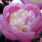 Pfingstrose Bowl of Beauty - Rose stark duftend und winterhart -Paeonia lactiflora- Blüten der Blume rosa - Pflanze von Garten Schlüter