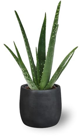 Aloe Vera Natural Viva Planta Decorativa para el Hogar Terraza o el Jardín Apta para Colocar en Exterior e Interior - En Maceta 12cm - Altura: 40-50 cm