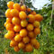 Luojuny Tomatensamen, 1 Beutel Samen, gentechnikfreie, essbare, ertragreiche Tomatensamen für den Garten Samen