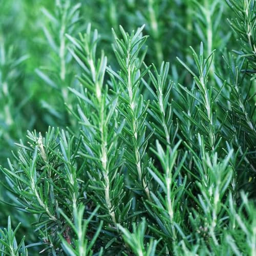 400 pezzi di semi di rosmarino perenni biologici - pianta d'appartamento da per orto, Rosmarinus officinalis, piante erbacee piante resistenti per il giardino erbe