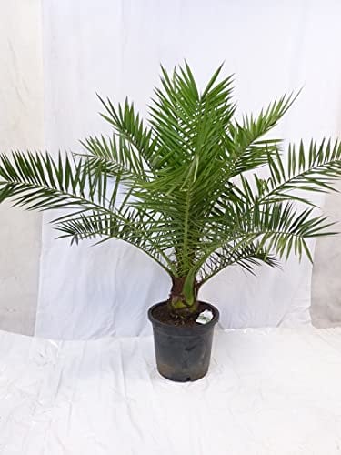 [Palmenlager] - XL Phoenix canariensis - kanarische Dattelpalme - 200 cm - dicker Stamm- viele Wedel // Indoor & Outdoor Palme