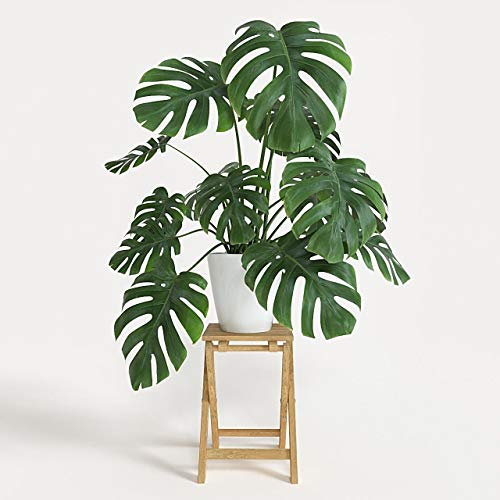 Portal Cool 100Pcs Monstera succulente Semi Fiori Monstera deliciosa Borsigiana