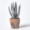 Homescapes Klein Künstliche Echte Aloe Vera in Topf aus Terrakotta, 21 cm hoch