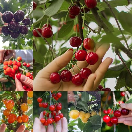 200 pcs Kirschbaum Samen bio saatgut, alte sorten saatgut Kirschbaum Obst Samen, baum deko obst, nachhaltige geschenke deko obst, exotische pflanzen winterhart seltene pflanzen pflanzen