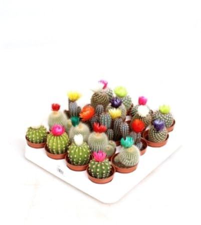 Pack de 20 plantas Cactus Flores, Mix variado cactus con flor, 8-10 cm. Cactus decorativo con flores coloridas; fácil de cuidar, ideal para interiores con buena iluminación. Segura Garden.