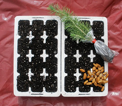 Grow Your Own Norway Spruce Christmas Tree - Professional Germination and Growing Kit.