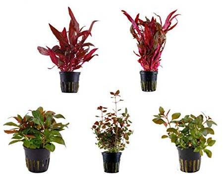 Tropica Pflanzen Set mit 5 schönen roten Topf Pflanzen Aquariumpflanzenset Nr.11 Wasserpflanzen Aquarium Aquariumpflanzen