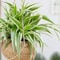1 PIANTA DI CHLOROPHYTUM COMOSUM VITATUM O NASTRINO VASO 12CM