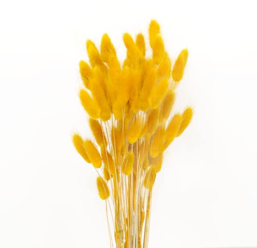JKDHJK 50 Stück Pampasgras Trockenblumen, Natürlich Getrocknete Blumen Boho Deko Super Flauschig für Tischdeko, Schlafzimmer (Senfgelb)