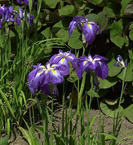 Japanische Sumpf Schwertlilie - Iris ensata