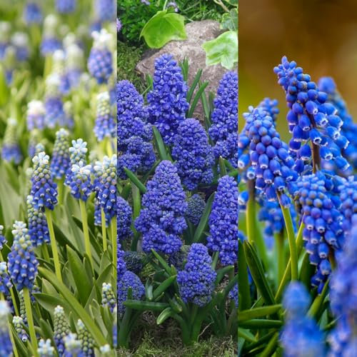 Carbeth Plants - 15 x Muscari Grape Hyacinth Spring Bulb Mix - Mixed Spring Flowering Perennials - UK Hardy Low Maintenance Pollinator Friendly - Grow in Beds, Borders and Patio Pots