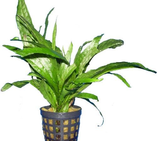 Wasserpflanzen Microsorum pteropus Javafarn, Aquarienpflanzen