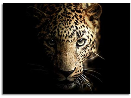 STYLER Glasbild Leopard 70 x 100 cm I Wandbild aus Glas modern für Küche Wohnzimmer Schlafzimmer Flur I schwarz Wildnis I Hingucker groß XXL