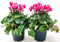 POWERS TO FLOWERS - CICLAMINO A FIORE PICCOLO PROFUMATO, CICLAMINO MINI BICOLORE, 2 PIANTE, VASO 10CM, piante vere