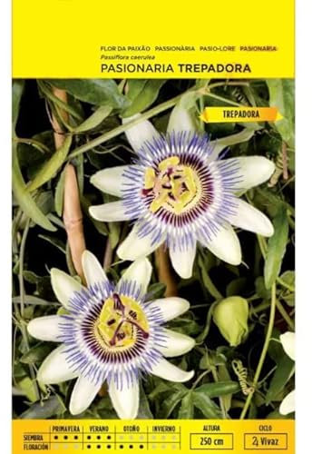 Semillas Flor Pasionaria Fruto de la Pasión Natural Passiflora Caerulea