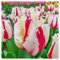 CFGRDEW Tulpenzwiebeln, Mischung, Winterhart, Mehrjährig, Gartendekoration, Einfach zu Züchten, Schöne Blumen, Wächst Gut in Töpfen - 10 Zwiebeln - J
