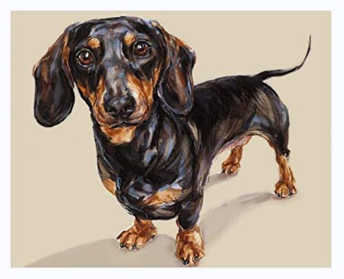 Malen nach Zahlen Erwachsene,Dackel Hund Tier DIY Handgemalt Ölgemälde Kits auf Leinwand Geschenk für Weihnachten Geburtstag Home Haus Deko - Ohne Rahmen 40 * 50 cm