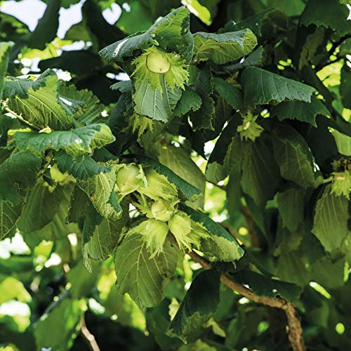 Thompson & Morgan Hardy Perennial Corkscrew Hazel ‘Contorta’, Deciduous Flowering Shrub, Potted Garden Plants Ideal for Cottage Gardens, Patio and Containers (1 x 4 Litre Pot)