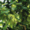 Thompson & Morgan Hardy Perennial Corkscrew Hazel ‘Contorta’, Deciduous Flowering Shrub, Potted Garden Plants Ideal for Cottage Gardens, Patio and Containers (1 x 4 Litre Pot)