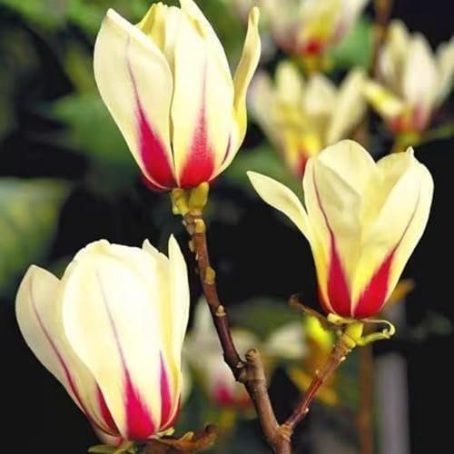 150 pcs magnolienbaum winterhart samen, zimmerpflanze bio saatgut Magnolia denudata,magnolie magnolien baum pflanzensamen blumen garten nachhaltige geschenke kletterpflanzen ausgefallene