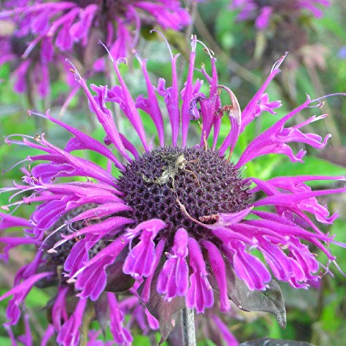 Blumixx Stauden Monarda Fistulosa-Hybride 'Scorpion' – Goldmelisse für den Garten, aromatische, insektenfreundliche Duftstaude, ideal für sonnige Beete & Naturgärten