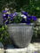 SG Traders 2 X Large Plastic Round Cromarty Plant Pots Flower Pot Planter Garden Decoration Antique Silver 40cm Plant Pot Outdoor Flower Pots Outside Garden Planters Outdoor With Drainage Holes