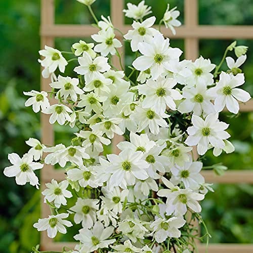 You Garden - 1 x Evergreen Climbing Clematis 'Early Sensation' in 7/9cm Pots - Hardy Perennial Vine Plants for Gardens - Trellis Flowering Climbing Plants in Pots