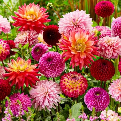Bulbi di Dalia Super Collezione - 10 Giganti Dalia Bulbi Misti dall’Olanda - Vere Grandi Piante di Dalia con Fiori per Giardino e Vasi (no Semi, non Artificiale e Resistente al Freddo)