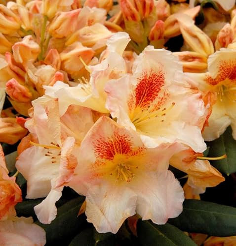 INKARHO - Großblumige Rhododendron Marylou 40-50cm - Alpenrose - lebende Gartenpflanze aus den Baumschulen