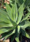 Foxtail Agave 15 Seeds - Agave Attenuata - Cactus: Only Seeds