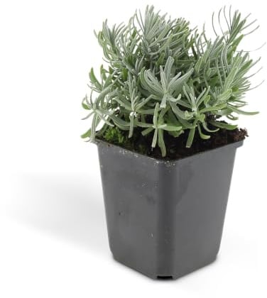 Trendyplants - Lavandula 'Hidcote' - 6 Stück - Lavendel - Winterhart - Höhe 10-25 cm - Topfgröße Ø9cm