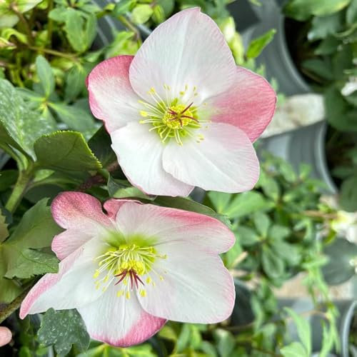Piante di rosa di Natale resistenti - semi piante resistenti all'inverno per vasi Helleborus thibetanus - Serie rare - perenni e perenni semi prato copertura del terreno fiori da 150pcs