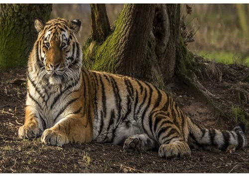 1500 Puzzles für Erwachsene, Tierpuzzles Tiger, Löwen, Leoparden und Wolf, für Familienspiele und dekorative Wandmalereien.