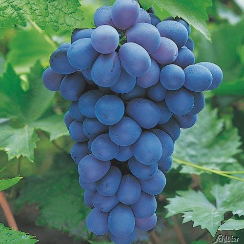GARTEN SCHLÜTER® Weintraube 'Muscat bleu' Vitis vinifera großfruchtig