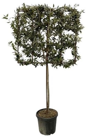 Quercus ilex Arbre sur châssis 225 cm Ø 40 cm