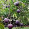Apfelbaum Annona reticulata Bonsai, 8 Samen