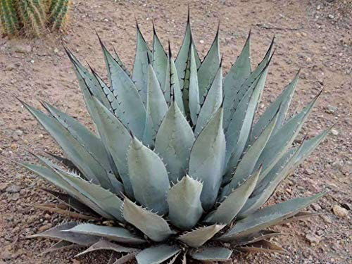 Portal Cool Agave neo Hardy Agave Exotic 15+ Seeds
