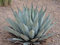 Portal Cool Agave neo Hardy Agave Exotic 15+ Seeds