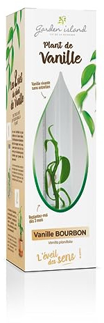 Vanillenpflanze Knospen in Vitro