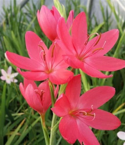 Lirio De La Lluvia, Planta De Bulbo,Fragante De FloracióN Nocturna, Hermosa,BalcóN,OrquíDea,Planta Perenne,Flor De Bulbo,Patio,Resistente