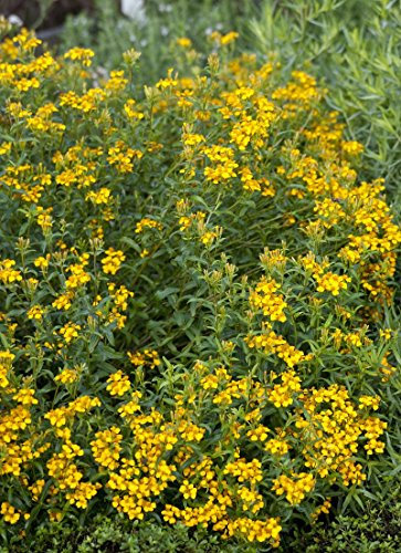 Yauhtli Gewürztagetes Tagetes lucida 10 Samen