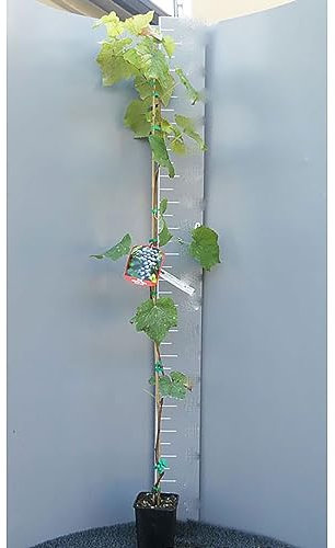 SAVINI VIVAI Fraisier Noir Raisin Plantes Fruitières Vigne en pot 11x11 cm 1 An Hauteur 50 cm Fabriqué en Italie