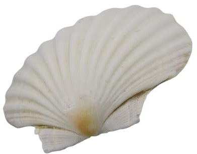 YUPEIUKLI Grandes coquilles Saint-Jacques Blanches pour la Peinture et Les décorations de Mariage sur la Plage Coquillages Blancs naturels 3 à 5 Pouces