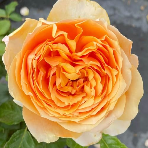 YouGarden Harkness Rose 'Always In Our Thoughts', Floribunda Shrub In 4 Litre Pot, Apricot Yellow Medium Fragrance