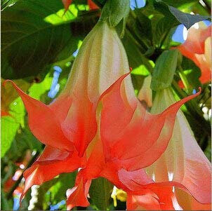 6: Schwarze Stechapfel-Samen, Brugmansia-Engelstrompeten, Bonsai-Baum-Blumensamen 100 Partikel/Los