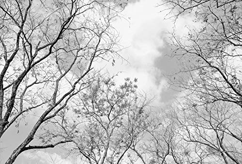 A.S. Création Papier peint photo - forêt d'hiver en gris, blanc et noir - pour différentes pièces - intissé tableau mural XXL 384 x 260 cm