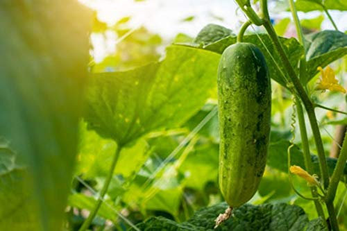 50 Graines de Concombre Marketmore - légumes jardin potager- semences paysannes reproductibles - SemiSauvage